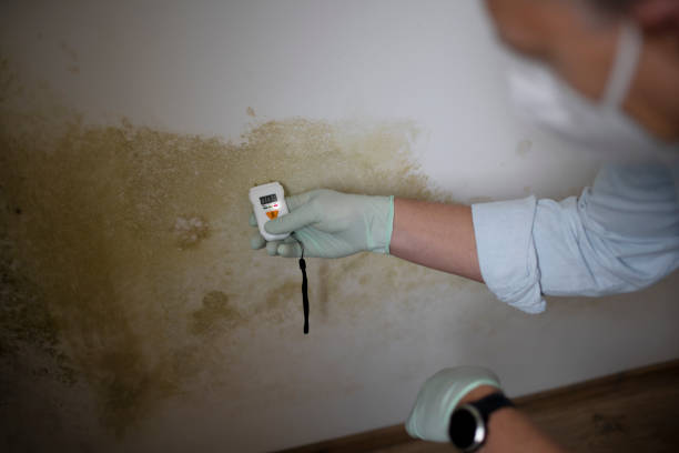 Best Environmental Consulting for Mold Prevention  in Cuero, TX